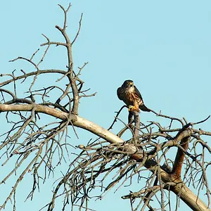 Merlin_with_Dragonfly_resize