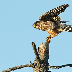 Balancing_in_the_Wind_resize