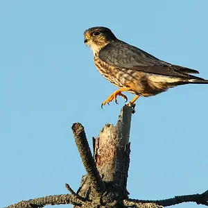 Merlin_Portrait_resize