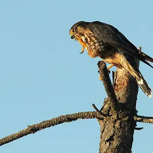 Merlin_Thinking_resize