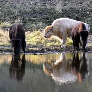 New Photos taken at local park on Nov. 11, 2011