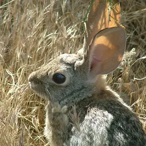 Wildlife and Bugs
