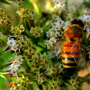 Honey Bee At Work