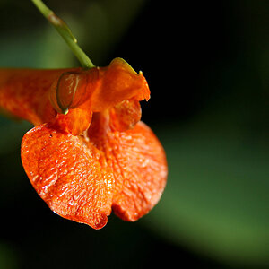 Orange Jewel Weed