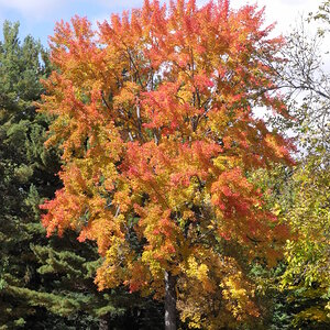 Photos from local park Sept. 2011