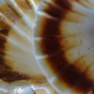 scallop_shells_closeup