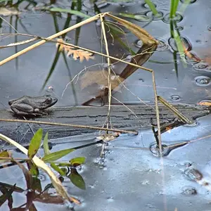 Frog on a Log