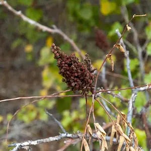 Berries