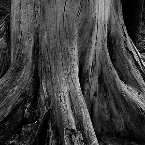 Trunk #1