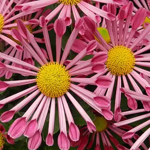 Chrysanthemums