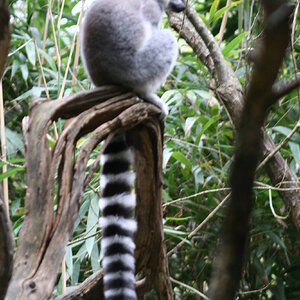 Ring-Tailed Lemur