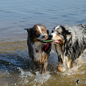 Dogs at the Lake