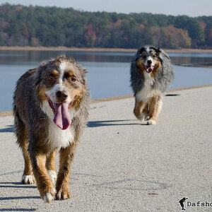 Dogs at the Lake