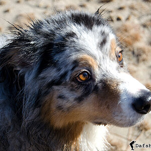 Dogs at the Lake