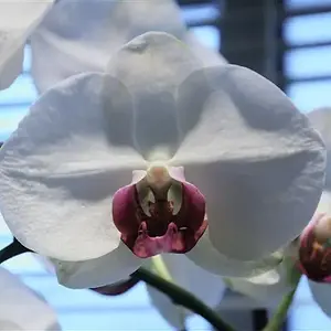 Moth Orchid (P1010338)