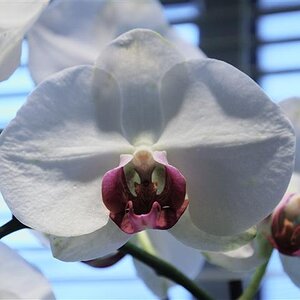 Moth Orchid (P1010338)