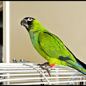 Mimi the Nanday Conure