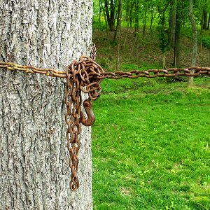 chained tree