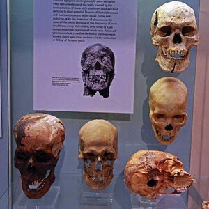Skulls British Museum