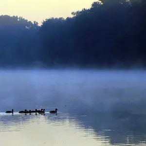 Ducks at Dawn 1