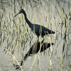Little Blue Heron Hunting