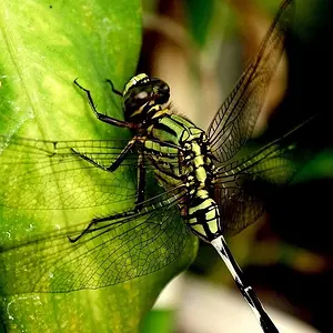 small but amazing