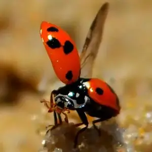 It's a bugs life