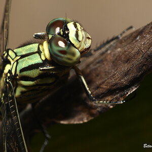 Insect in Macro