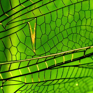 Insect in Macro