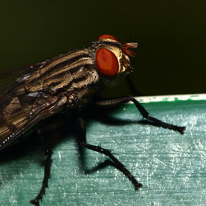 Insect in Macro