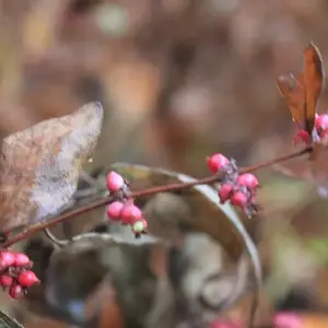 Berries in the fall