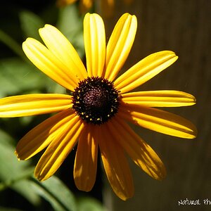 Sunflower in the Butterfly Garden