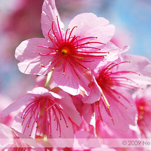 Cherry Blossom 2009