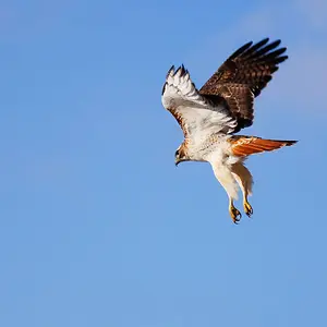 Redtail in Flight