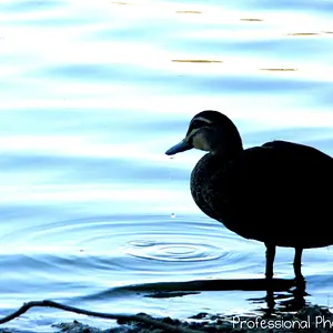 DSCN0027