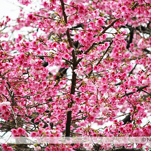 Cherry Blossom 2012