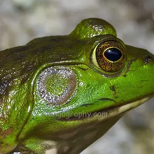 Sample of Website Photos