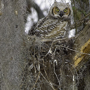 Great Horned Owl baby