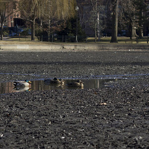 Boston Walk - ducks