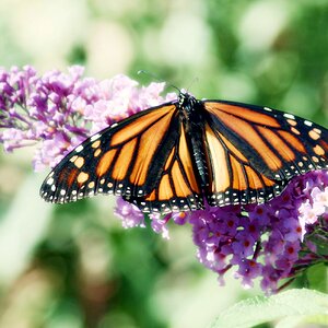 Butterfly on Flower