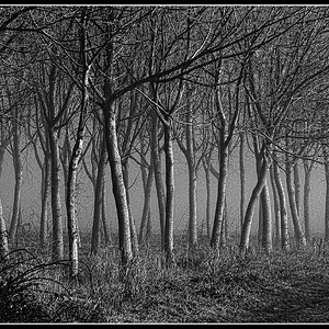 Misty wood