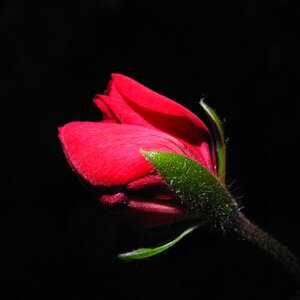 mini rose