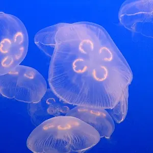 deep blue