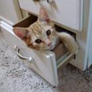Kitten in a drawer