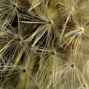 Dandelion Macro 1