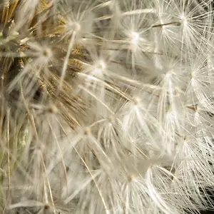 Dandelion Macro 2