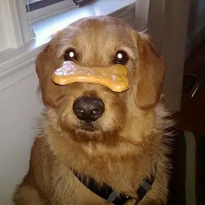 New Trick
