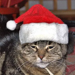 An Upset Cat