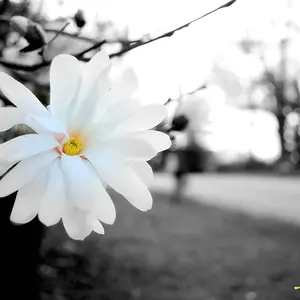 A walk in the park..
