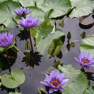 water lilies